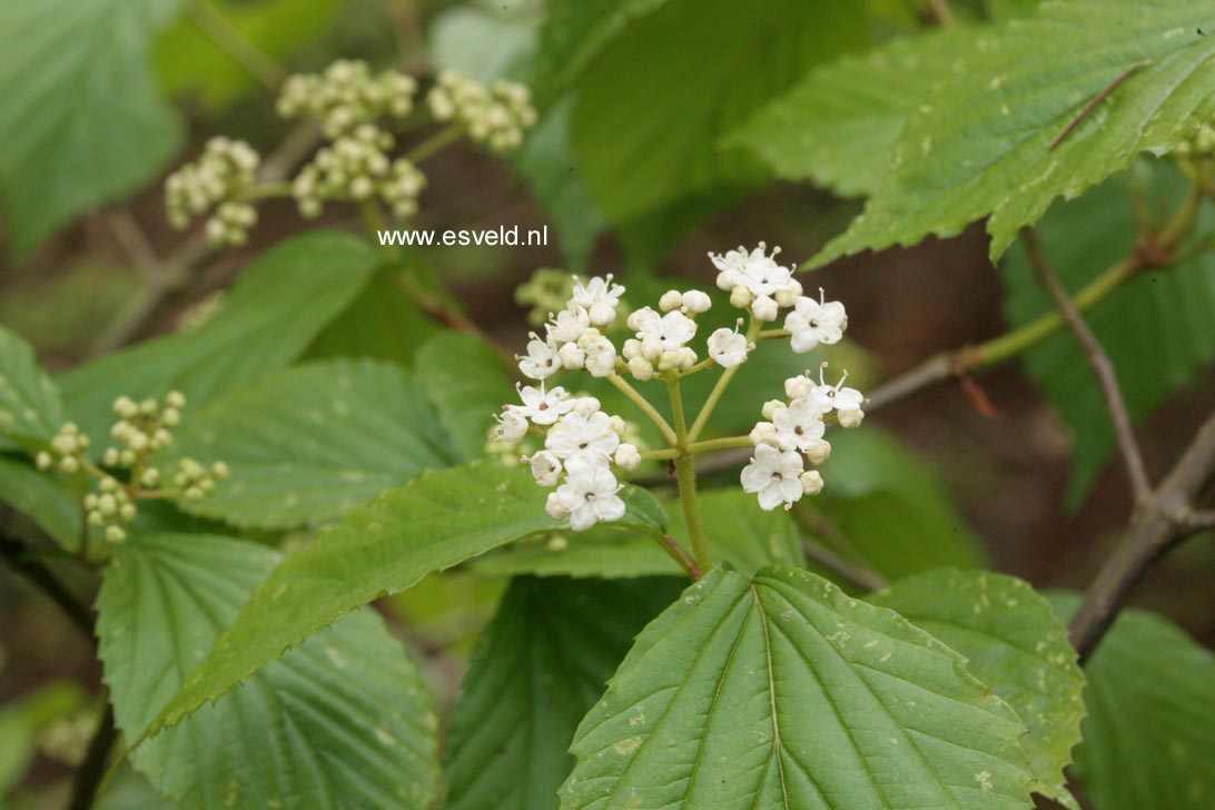 Viburnum dentatum