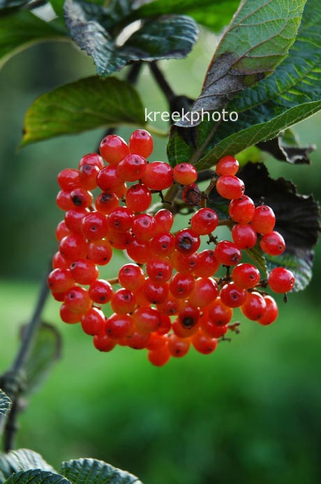 Viburnum dilatatum 'Erie'