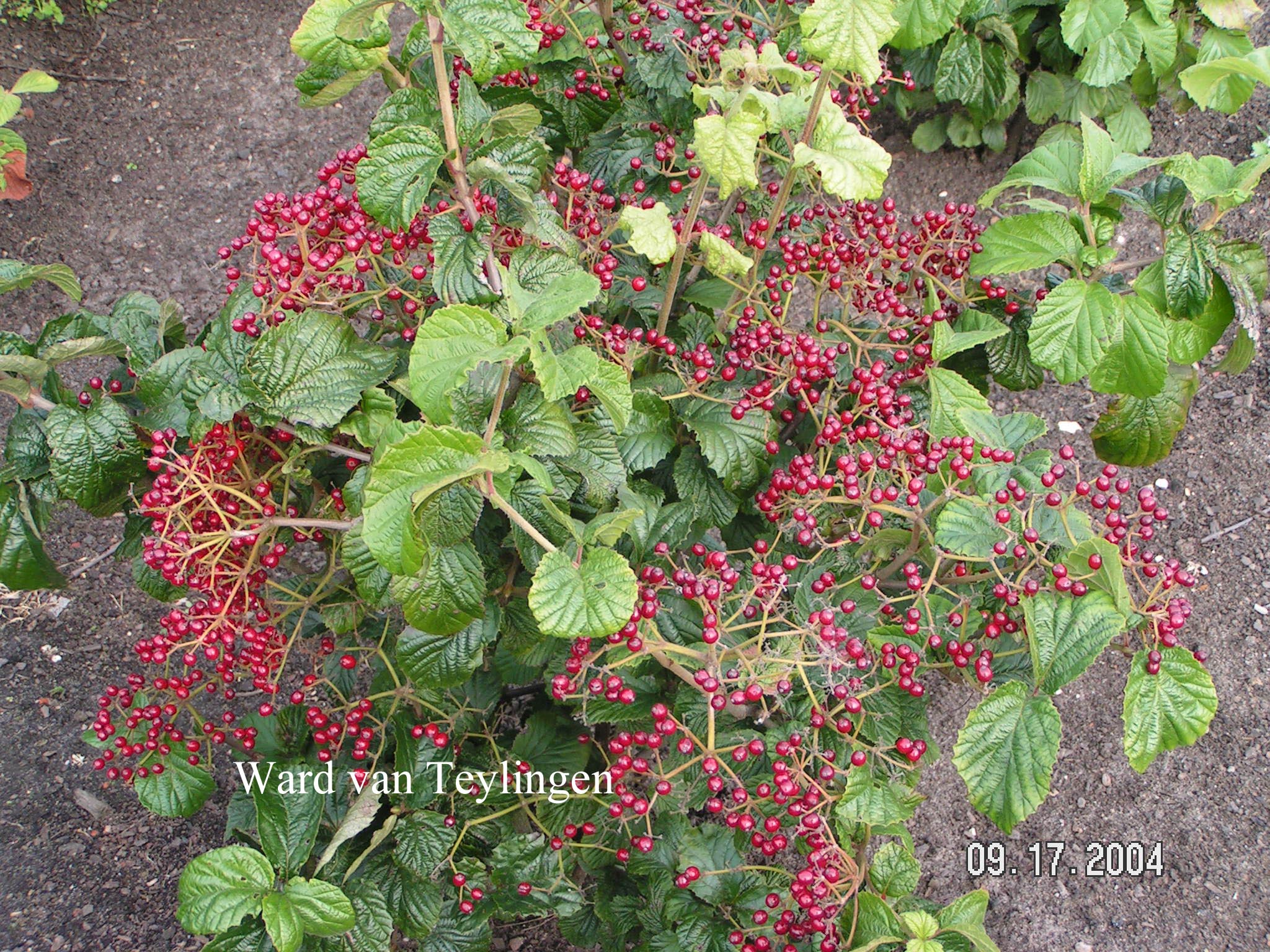 Viburnum dilatatum 'Ineke'
