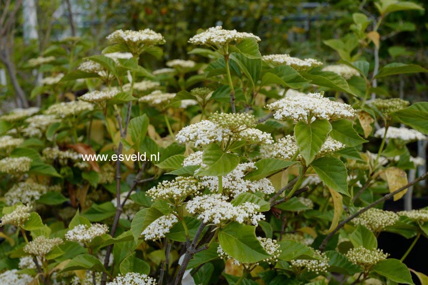 Viburnum japonicum
