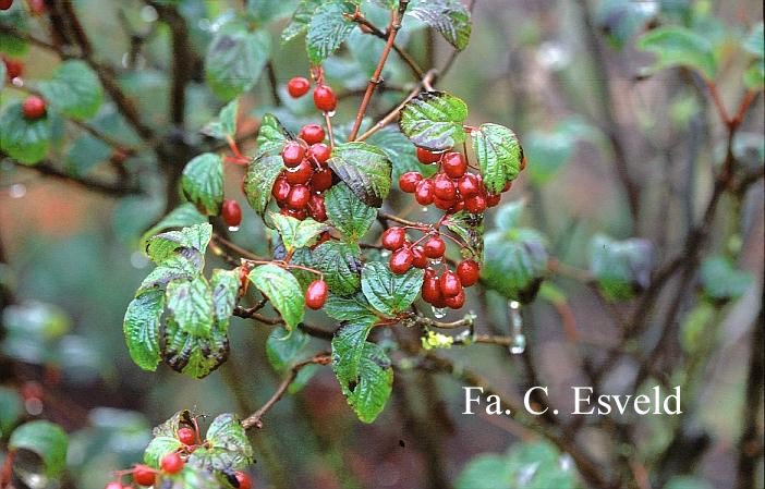 Viburnum lobophyllum