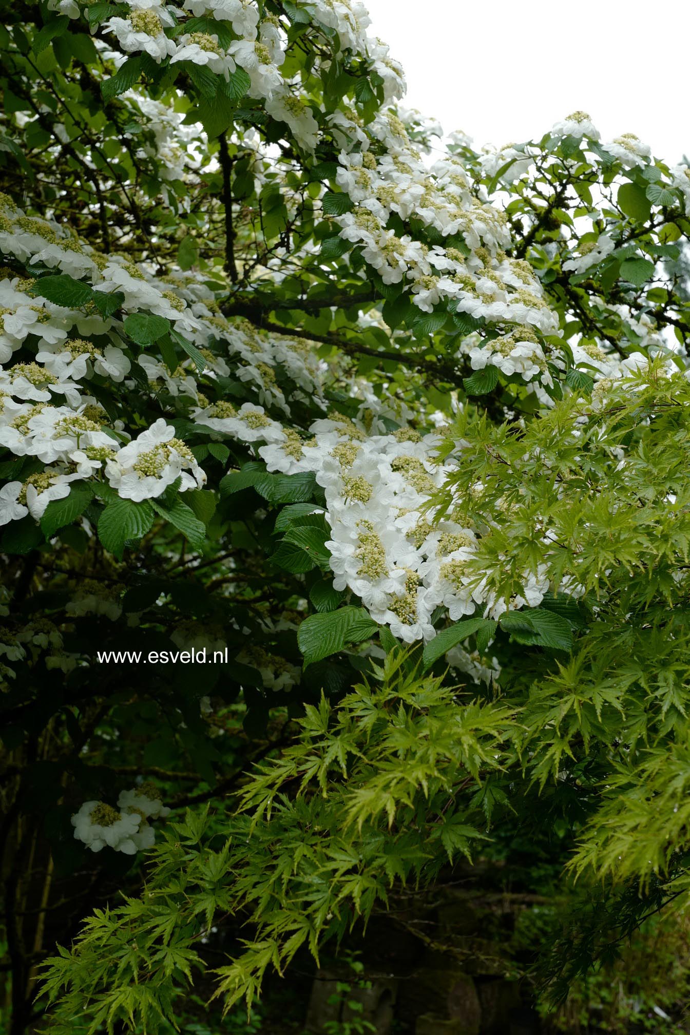 Viburnum plicatum tomentosum