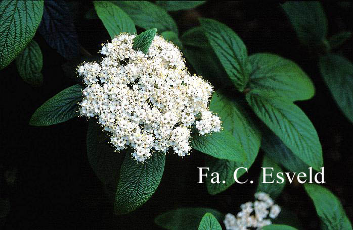 Viburnum rhytidophyllum 'Dart's Duke' (INTERDUKE)