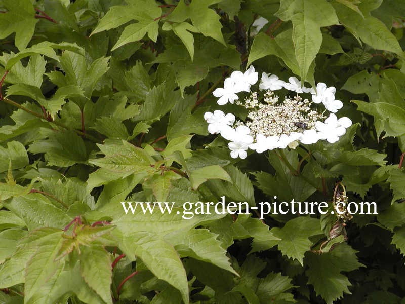 Viburnum sargentii 'Onondaga'