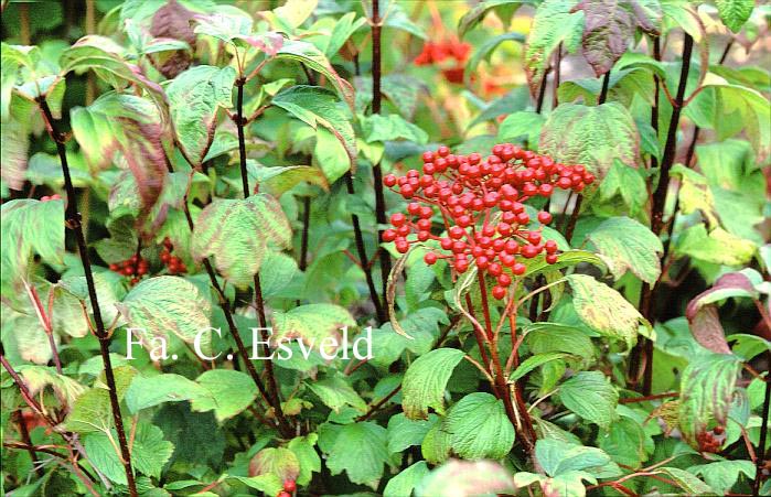Viburnum sargentii