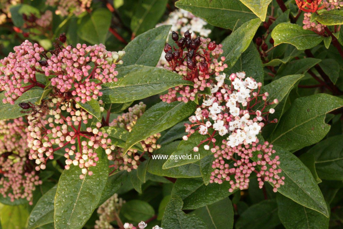 Viburnum tinus 'Anvi' (SPIRIT)