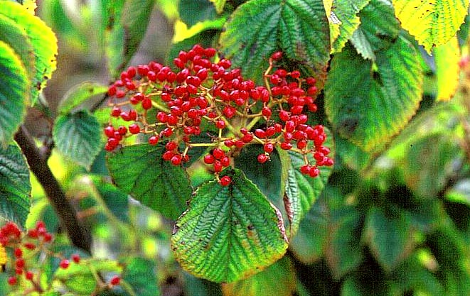 Viburnum wrightii