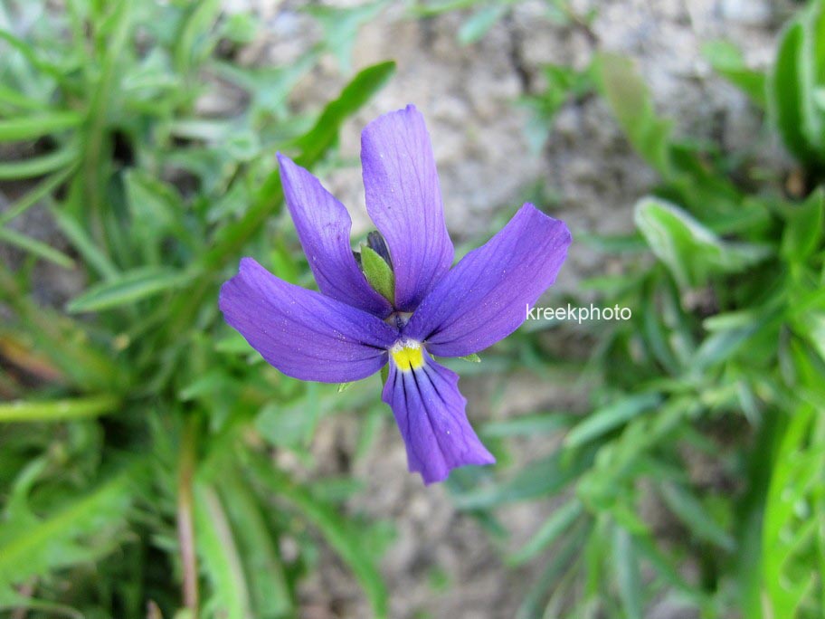 Viola cornuta