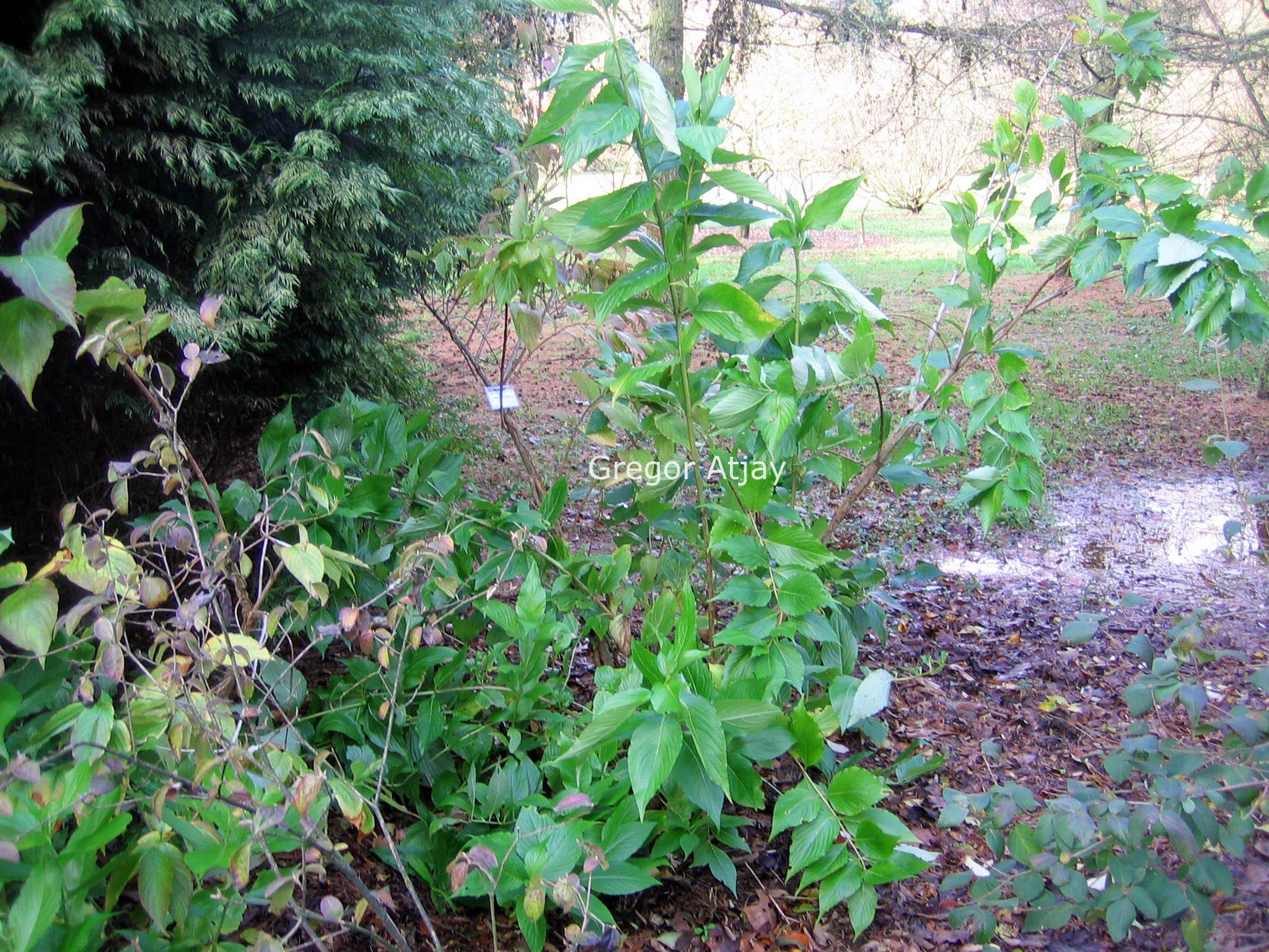 Weigela coraeensis