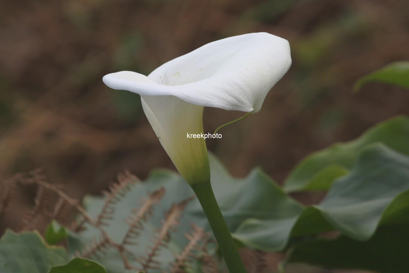 Zantedeschia aethiopica