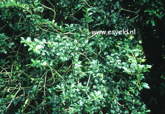Osmanthus delavayi x suavis (9018)