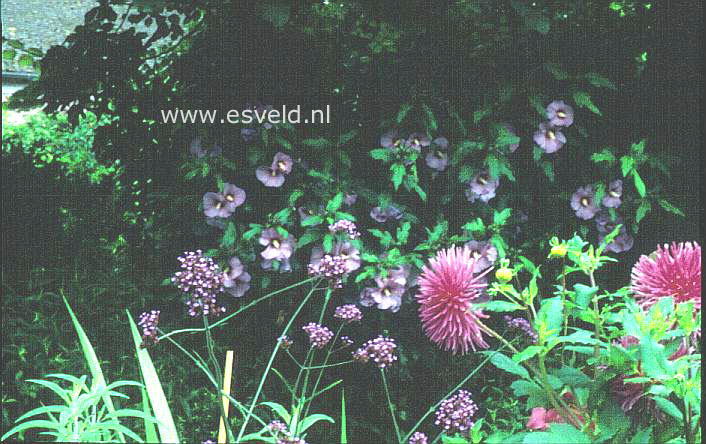 Hibiscus syriacus (9298)
