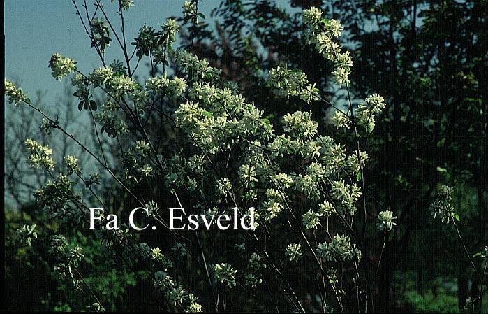 Amelanchier ovalis 'Edelweiss'