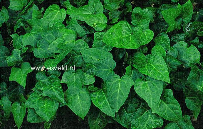 Picture and description of Hedera helix 'Mein Herz'