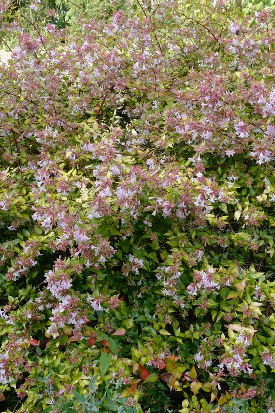 Abelia 'Edward Goucher'