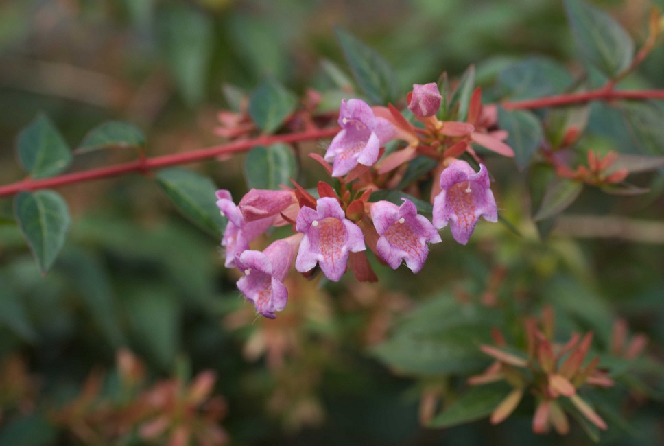 Abelia engleriana