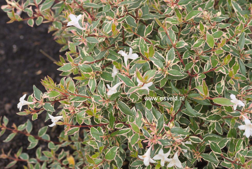 Abelia grandiflora 'Conti' (CONFETTI)
