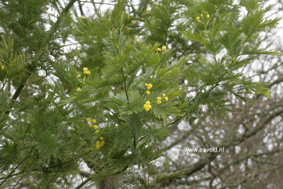 Acacia dealbata