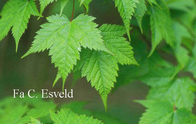 Acer argutum