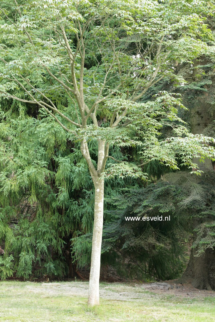 Acer campbellii ssp. flabellatum