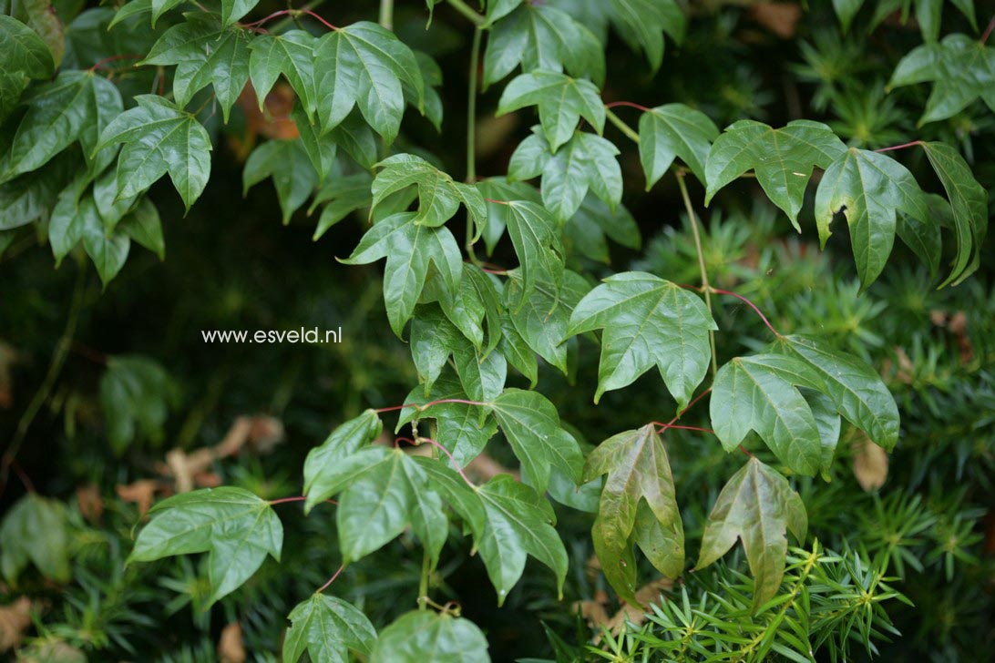 Acer campbellii ssp. wilsonii