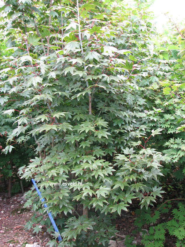 Acer campbellii