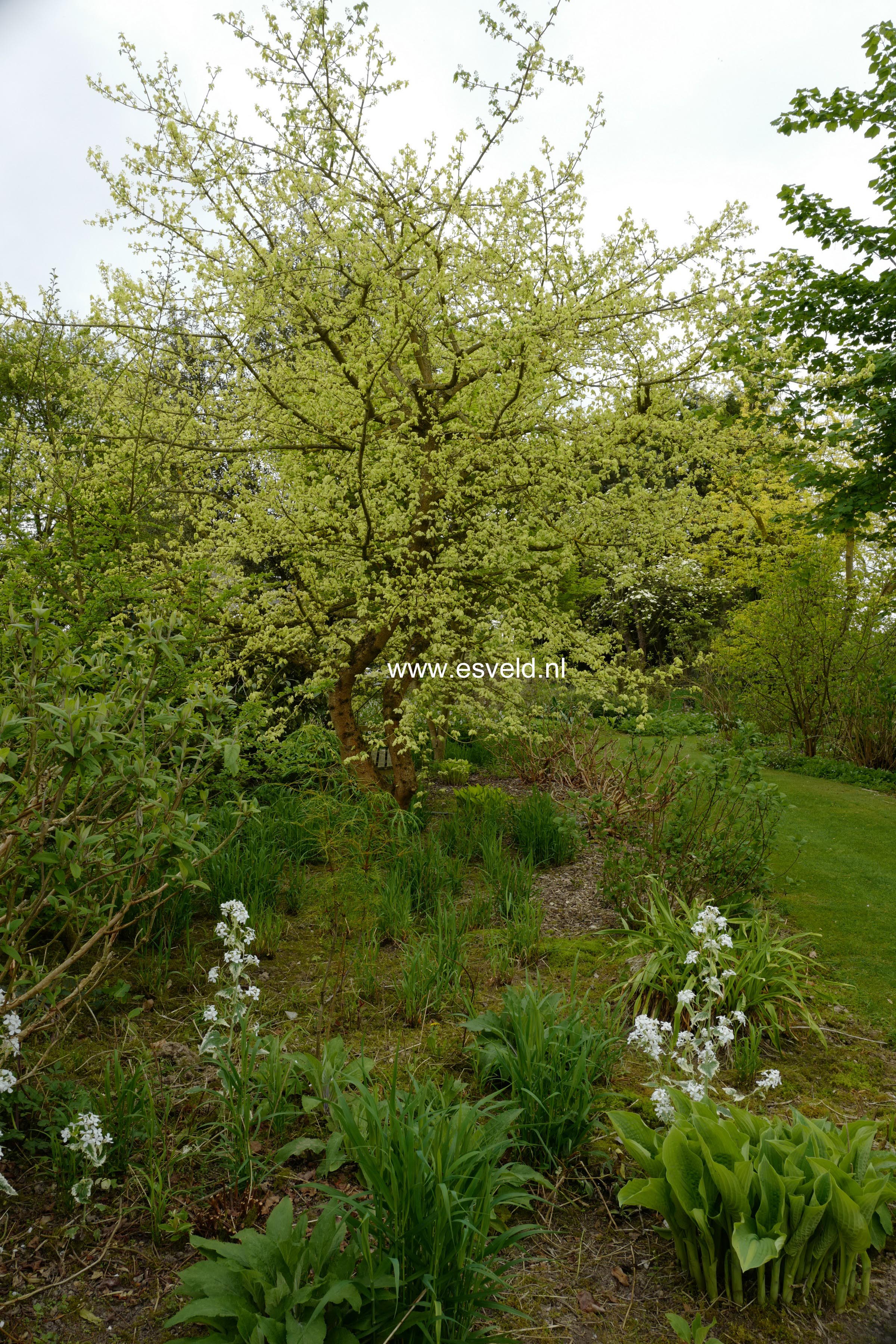 Acer campestre 'Pulverulentum'