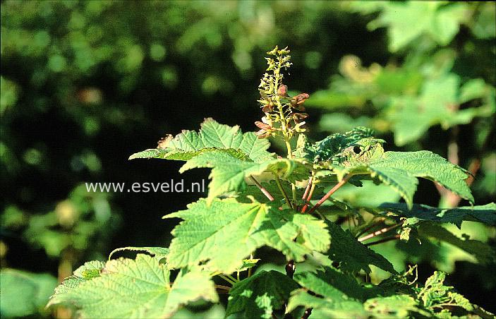 Acer caudatum ssp. ukurunduense