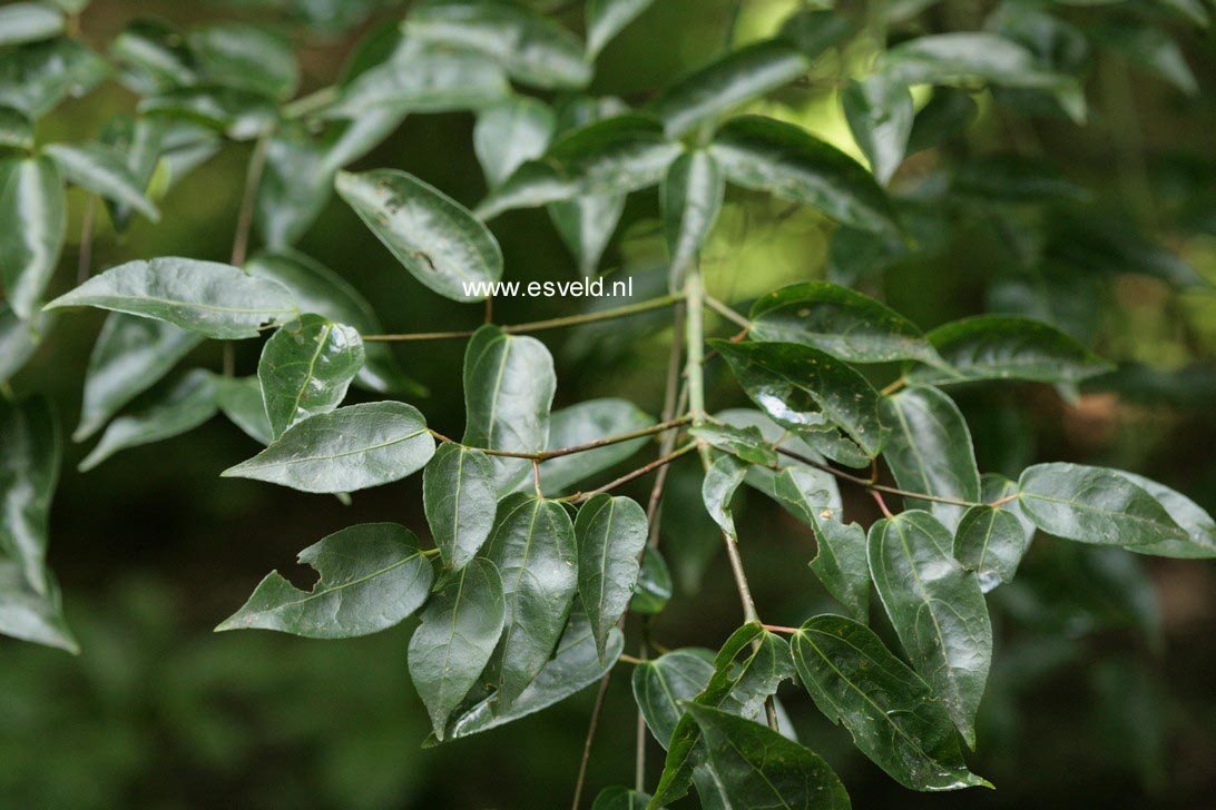 Acer cordatum