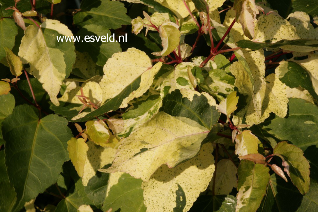 Acer crataegifolium 'Me-uri-no-ohfu'