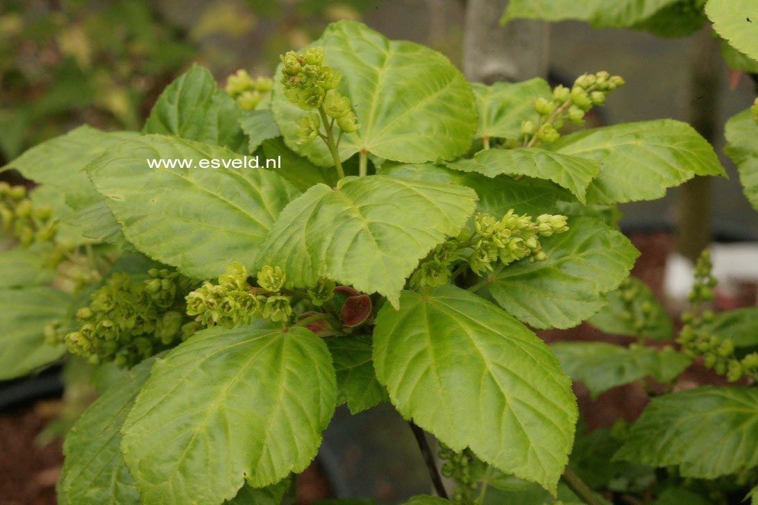 Acer davidii 'Hansu-suru'