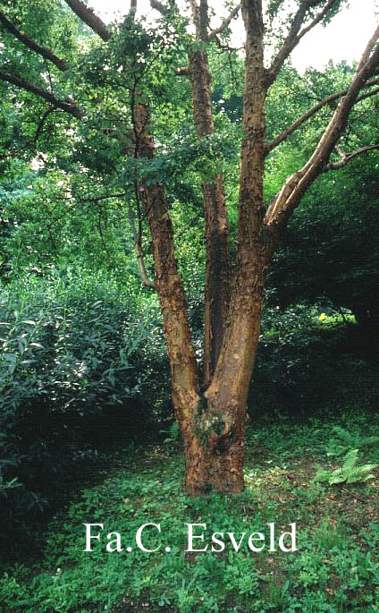 Acer griseum