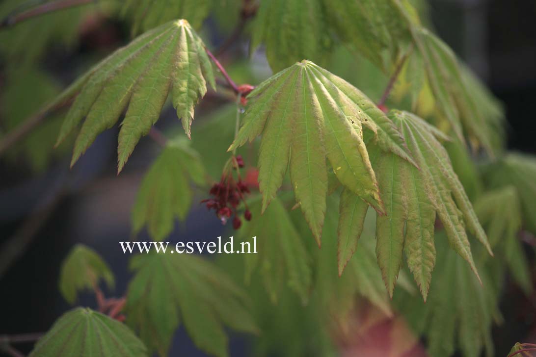 Acer japonicum 'Ō-isami'