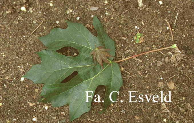 Acer macrophyllum