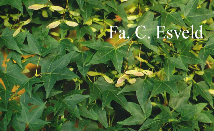 Acer oliverianum