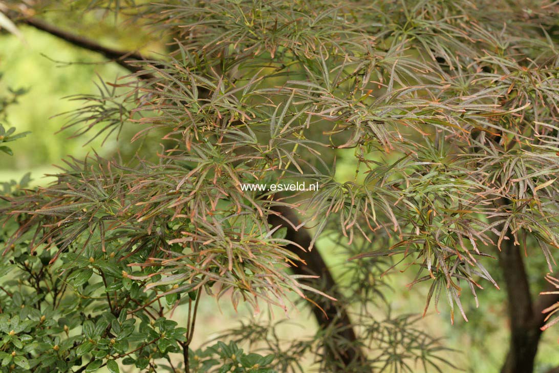 Acer palmatum 'Atrolineare'