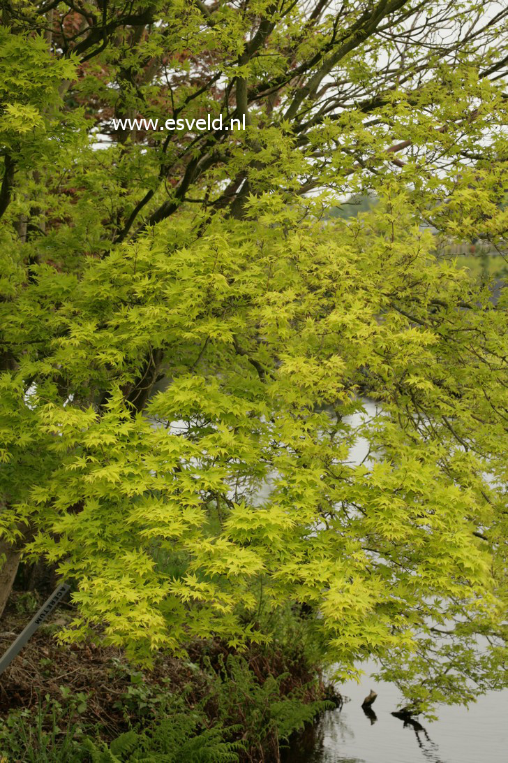 Acer palmatum 'Aureum'