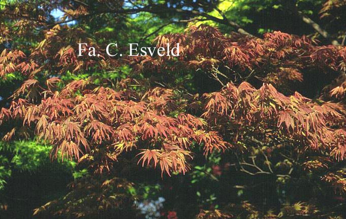 Acer palmatum 'Azuma-murasaki'