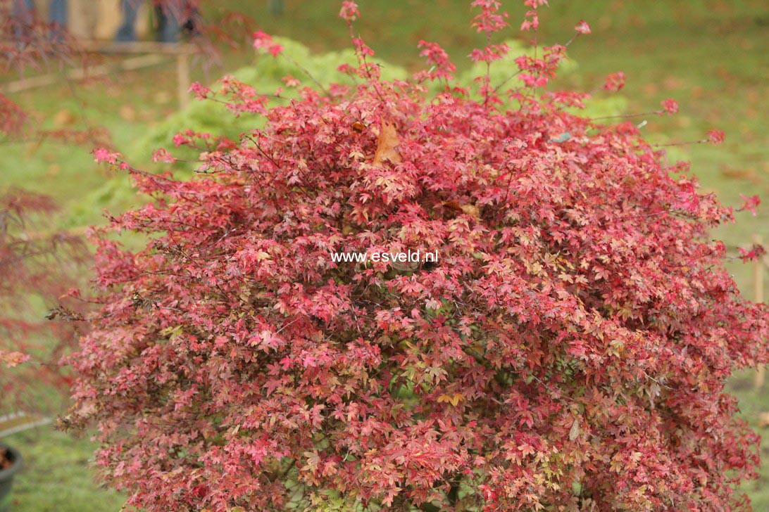 Acer palmatum 'Beni-hime'