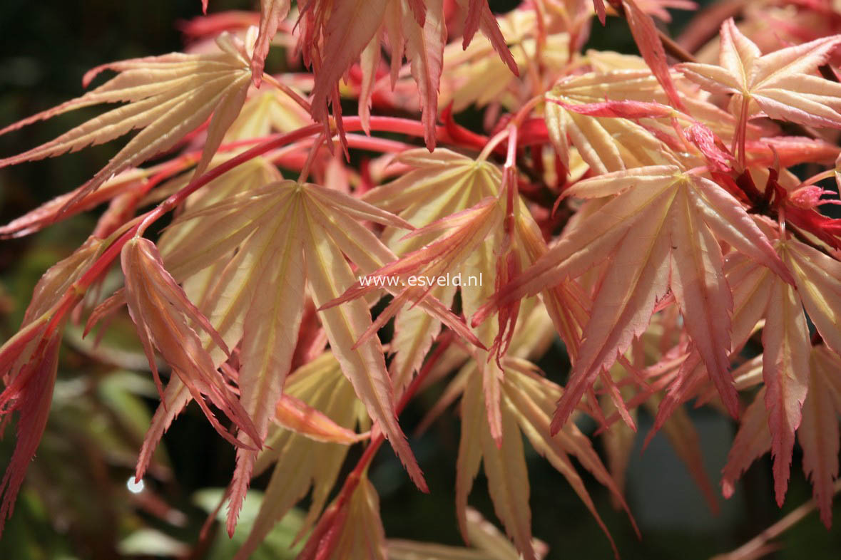 Acer palmatum 'Beni-otome'