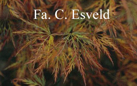 Acer palmatum 'Beni-shidare'