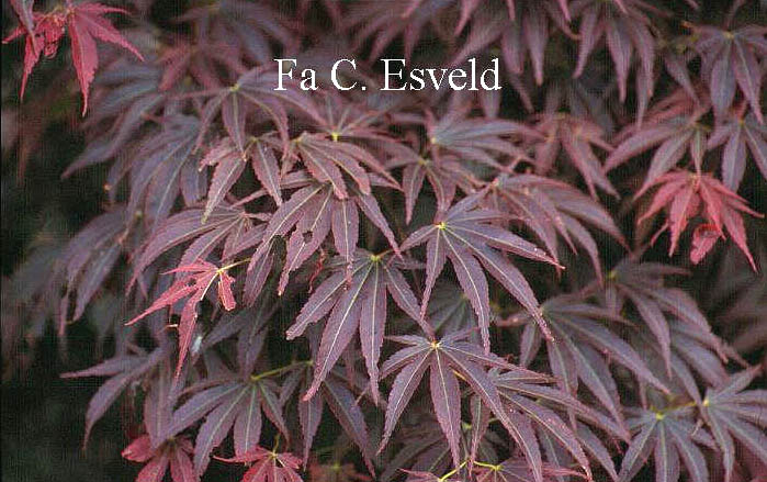 Acer palmatum 'Chikuma-no'