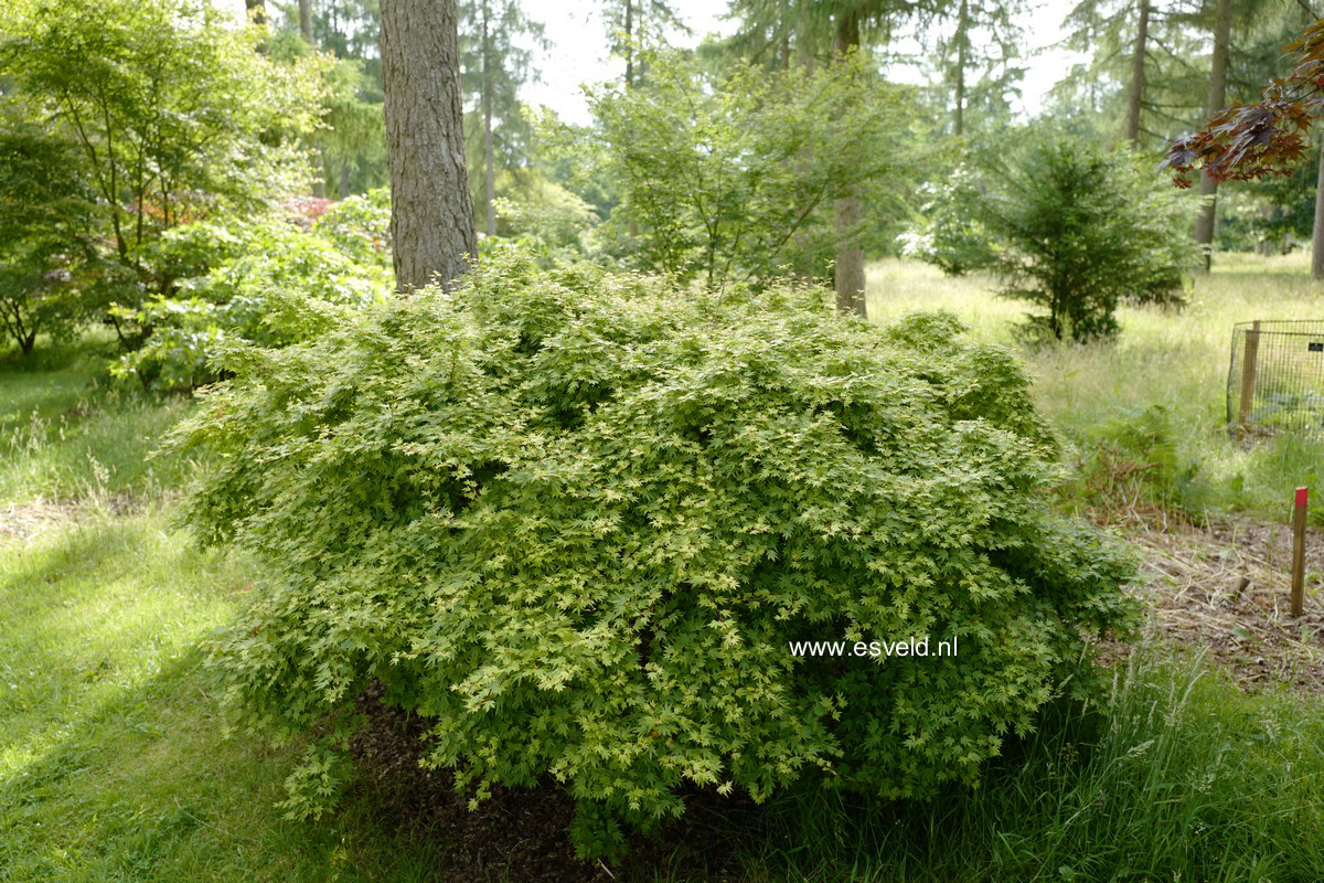 Acer palmatum 'Coonara Pygmy'