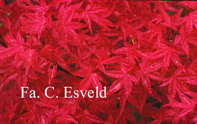 Acer palmatum 'De-shohjoh'