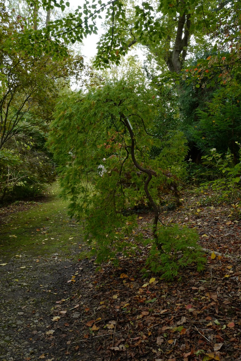 Acer palmatum 'Dissectum Flavescens'