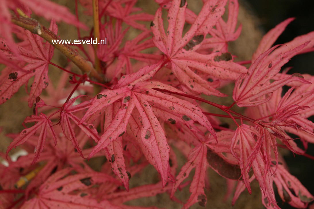 Acer palmatum 'Geisha'