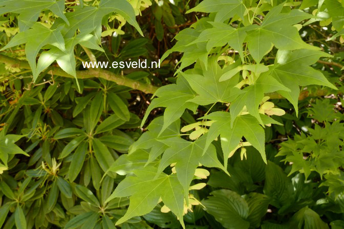 Acer palmatum 'Ichigyo-Ji'