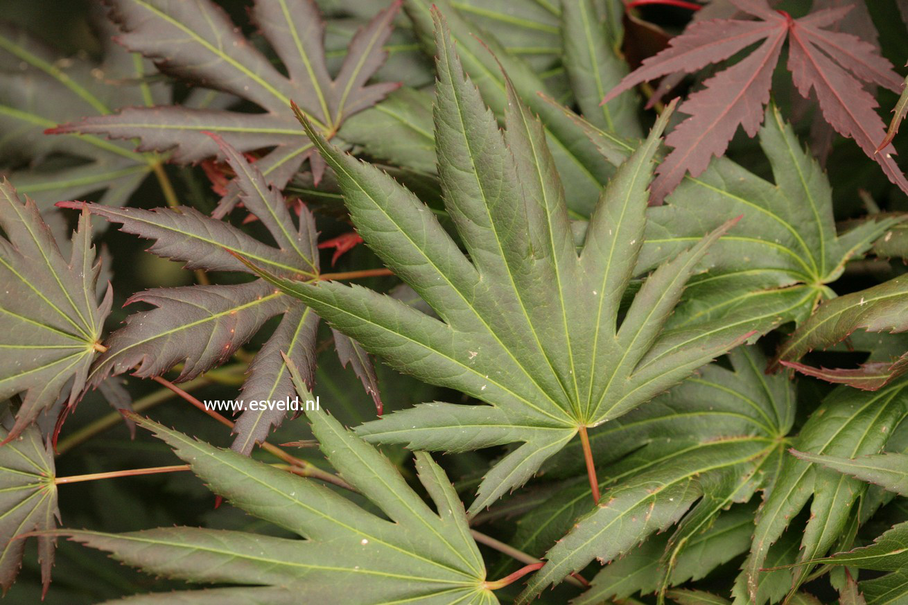 Acer palmatum 'Johin'