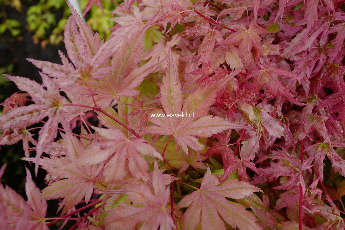 Acer palmatum 'Johnnie's Pink'