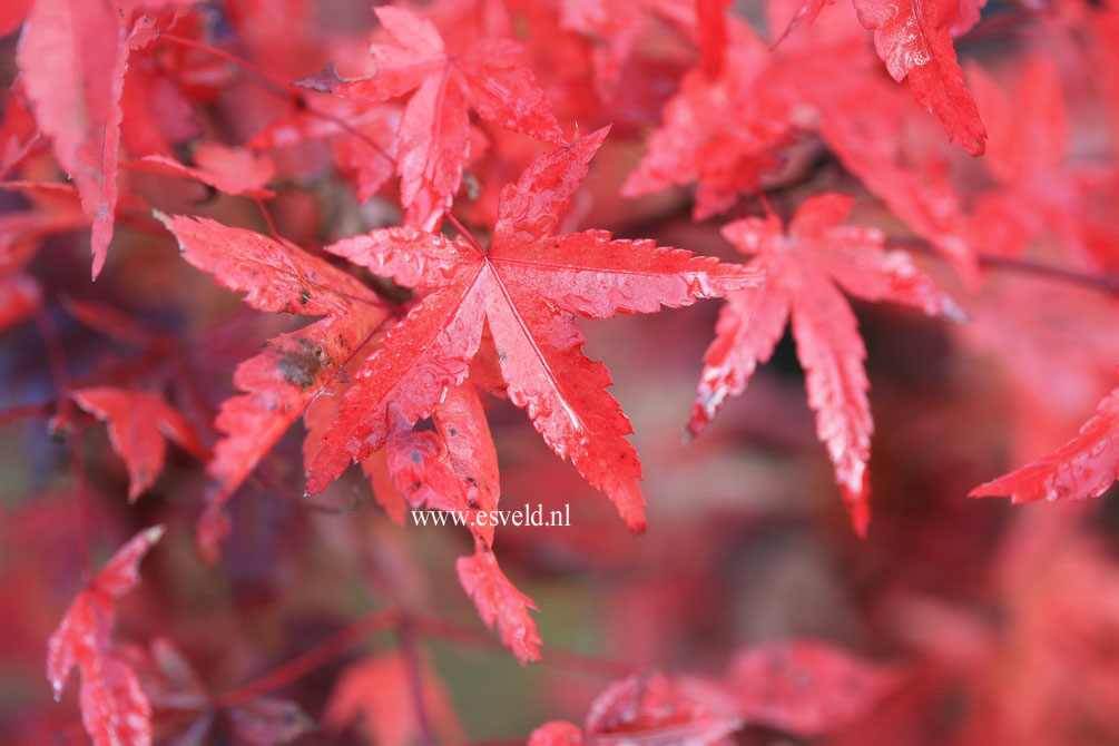 Acer palmatum 'Naniwa-beni'
